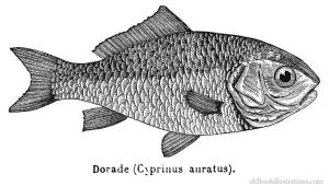 I have no idea what this fish is doing here. Oldbookillustrations.com/Creative Commons. 